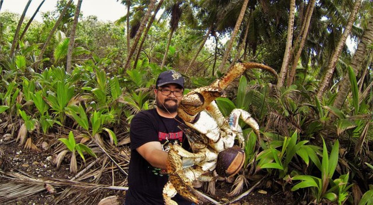 La forza del granchio del cocco può essere letale: un pericolo per l'uomo