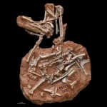 Dongoconodon: il mammifero del cretaceo che cambiava più volte i denti %dongoconodon: il mammifero del cretaceo che cambiava più volte i denticount(title)% Dongoconodon: il mammifero del cretaceo che cambiava più volte i denti