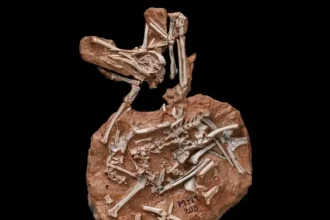 Fossile