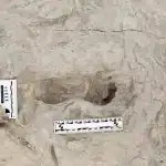 Scoperta di impronte fossili rivela l'incontro tra due specie umane antiche (un momento storico imprigionato nel fango) %scoperta di impronte fossili rivela l'incontro tra due specie umane antiche (un momento storico imprigionato nel fango)count(title)% Scoperta di impronte fossili rivela l'incontro tra due specie umane antiche (un momento storico imprigionato nel fango)