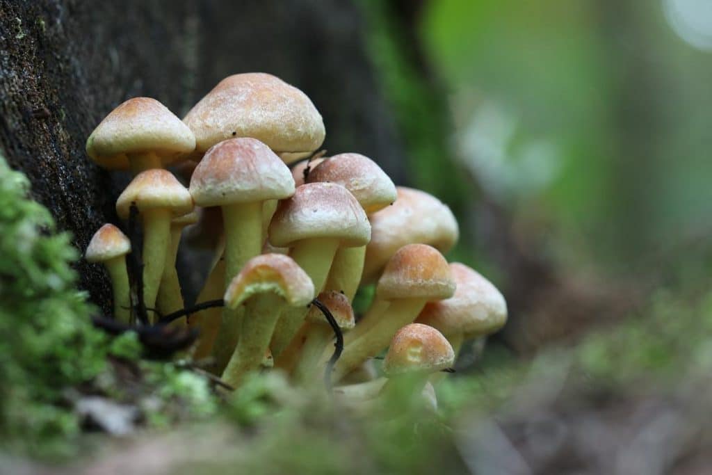 Le 5 verdure più nutrienti da cotte