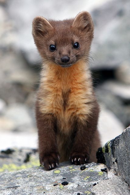 Furetta