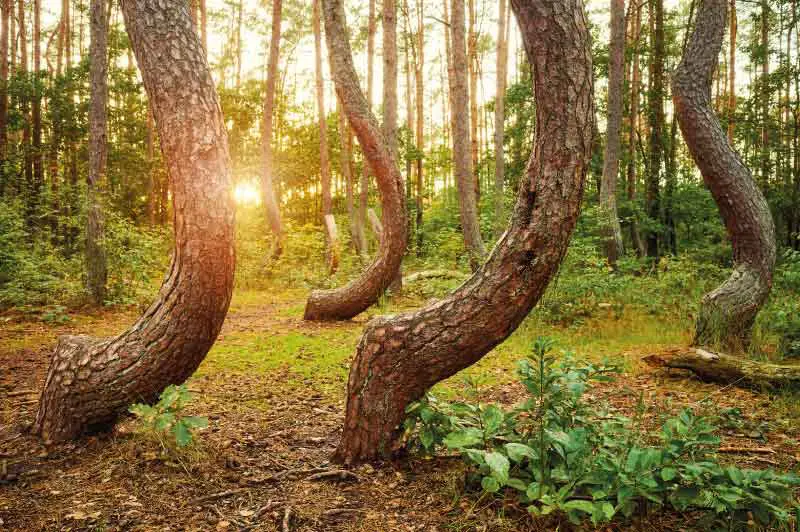 Una foglia artificiale che potrebbe rivoluzionare l’industria chimica