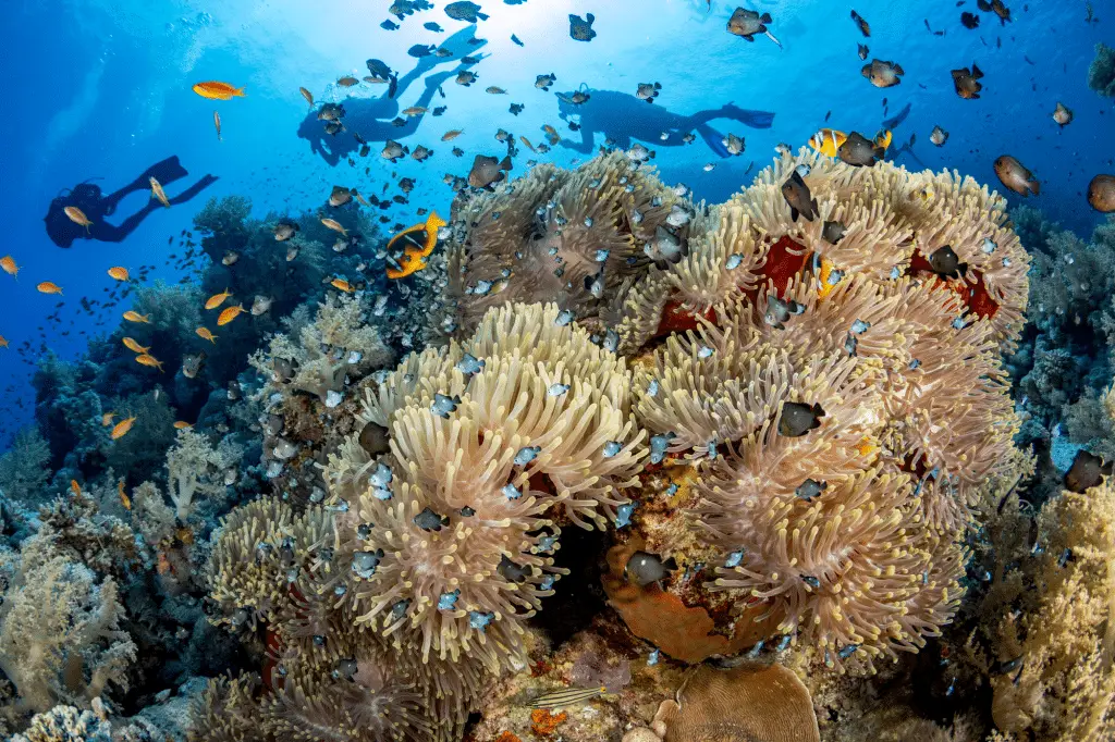 Salinità dell'oceano: 5 cambiamenti dovuti al clima