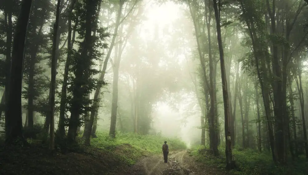 Foresta di hoia baciu