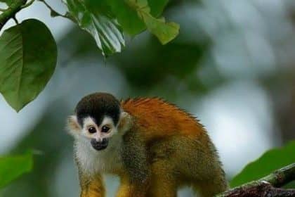 Macachi