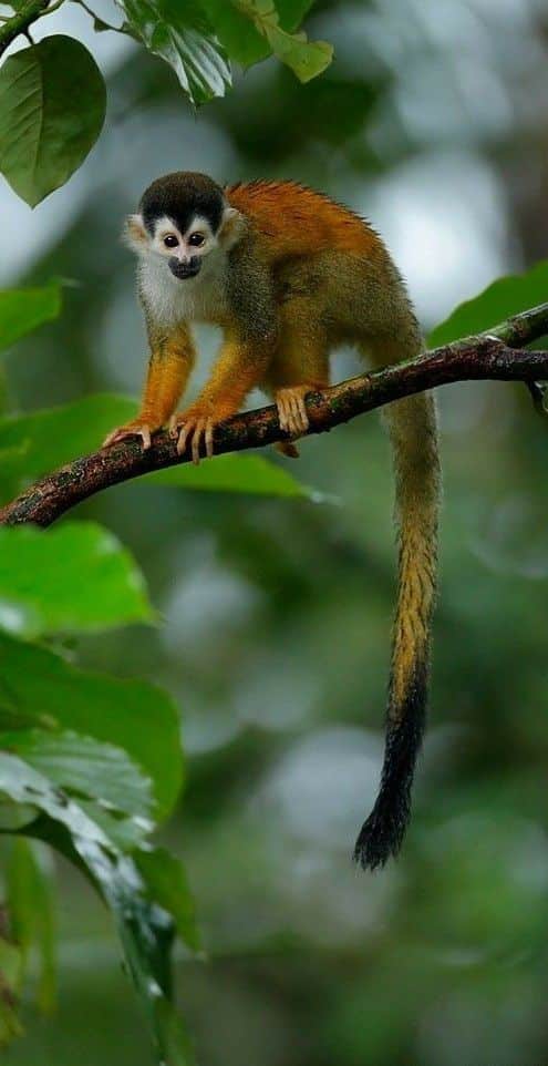 Macachi