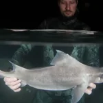 Squali adriatico: specie presenti e dove vivono