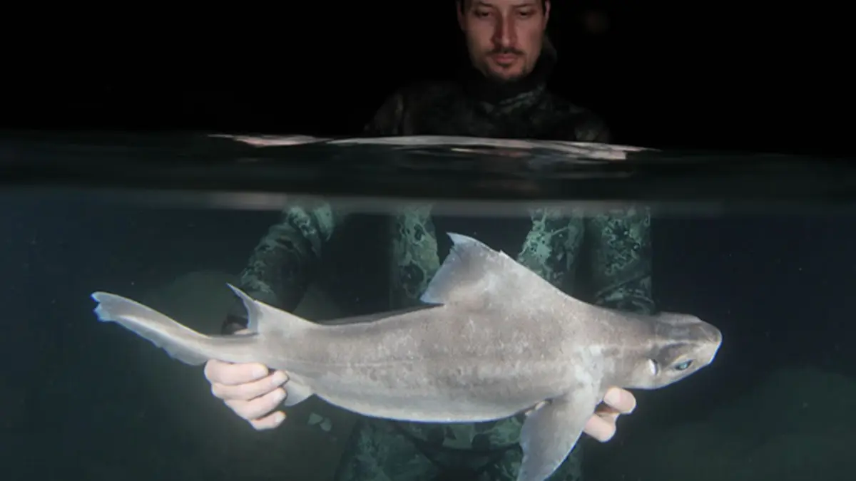 Tshark: come leggere la mappa squali italia e cosa mostra %tshark: come leggere la mappa squali italia e cosa mostracount(title)% Squalo nell'adriatico, immagine di approfondimento sulle specie presenti