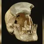 Le radici dell'umanità: il dna più antico rivela un capitolo perduto della nostra storia %le radici dell'umanità: il dna più antico rivela un capitolo perduto della nostra storiacount(title)% Le radici dell'umanità: il dna più antico rivela un capitolo perduto della nostra storia