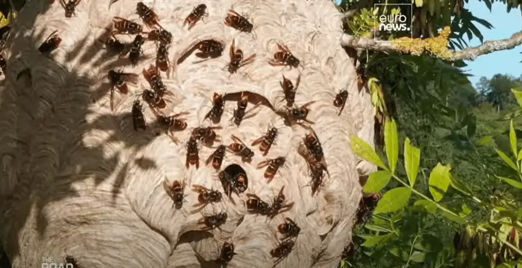 La minaccia delle specie aliene in europa