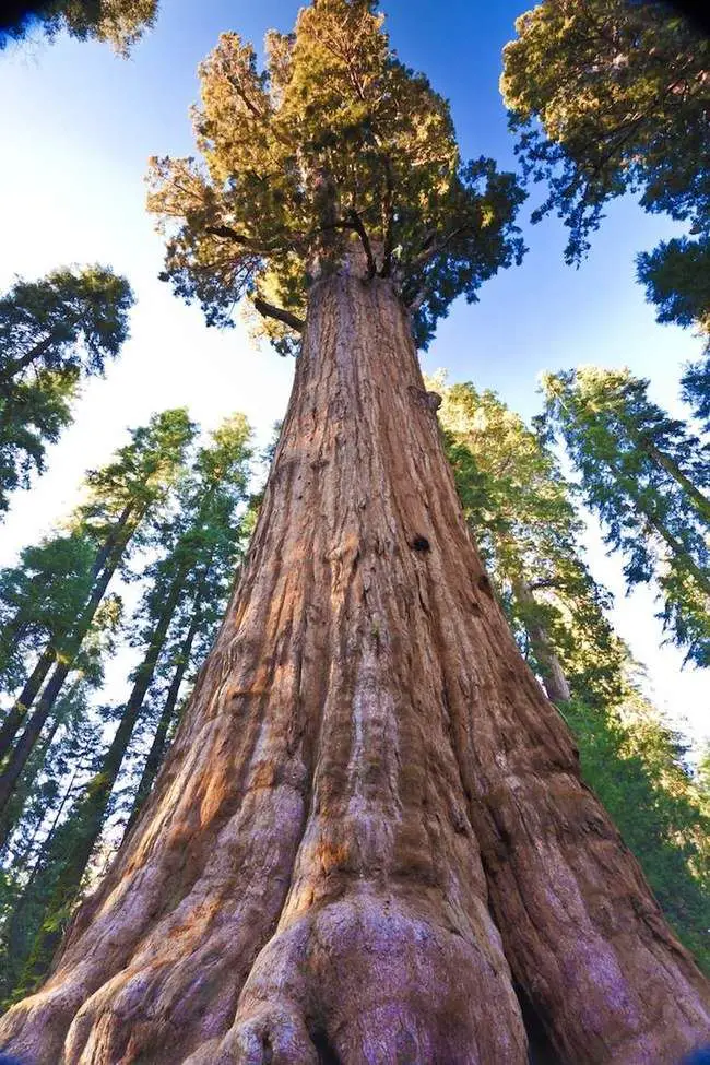 In natura nulla è per caso: anche gli alberi parlano tra loro (e sì, si aiutano) %in natura nulla è per caso: anche gli alberi parlano tra loro (e sì, si aiutano)count(title)% Albero
