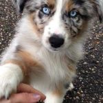 10 segni che il tuo cane sta per morire (preparati ad agire) %10 segni che il tuo cane sta per morire (preparati ad agire)count(title)% 10 segni che il tuo cane sta per morire (preparati ad agire)