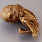 Una forma di vita mai vista prima? Gli scienziati sono spiazzati da un organismo di 400 milioni di anni fa %una forma di vita mai vista prima? Gli scienziati sono spiazzati da un organismo di 400 milioni di anni facount(title)% Una forma di vita mai vista prima? Gli scienziati sono spiazzati da un organismo di 400 milioni di anni fa