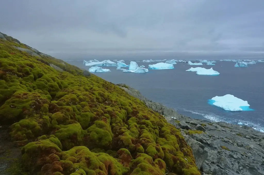 Antartide: gli effetti degli ultimi 50'anni