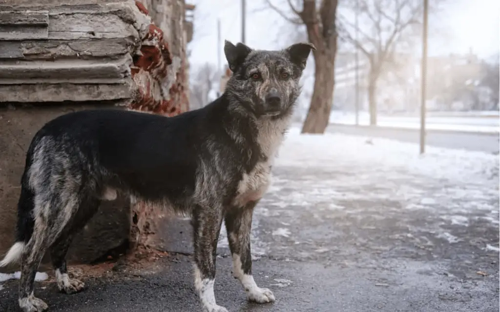 Chernobyl: i cani della zona a distanza di quasi 40'anni