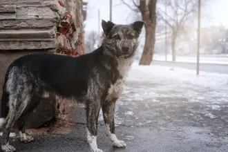 Cani chernobyl
