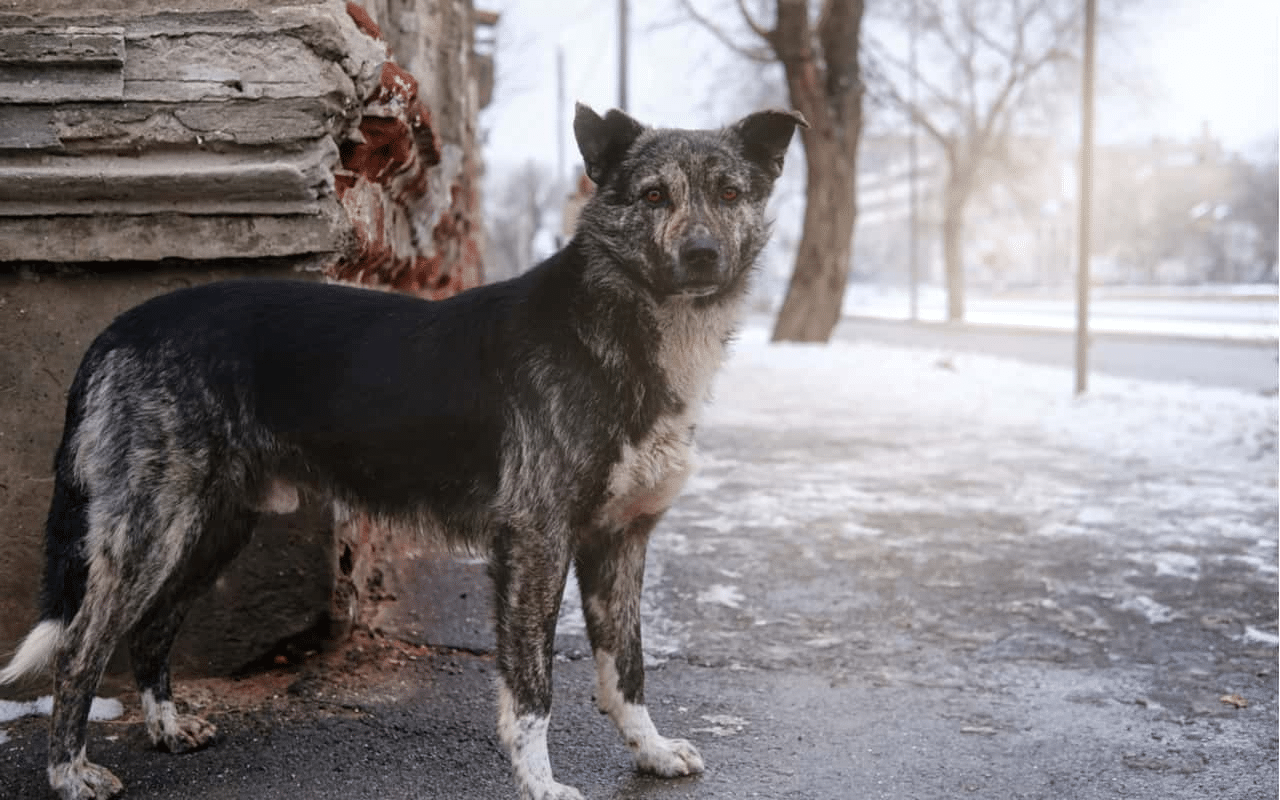 Cani chernobyl