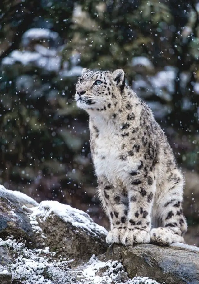 Leopardo