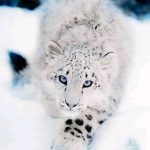 Il leopardo delle nevi: il predatore misterioso delle montagne più alte (chi lo conosce davvero? )