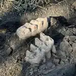 Un proprietario di casa a new york scopre una mascella di mastodonte nel giardino