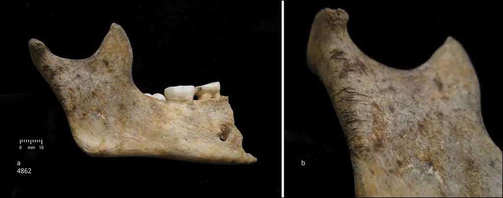 Charterhouse warren: gli inglesi dell'età del bronzo mangiavano i loro nemici - foto