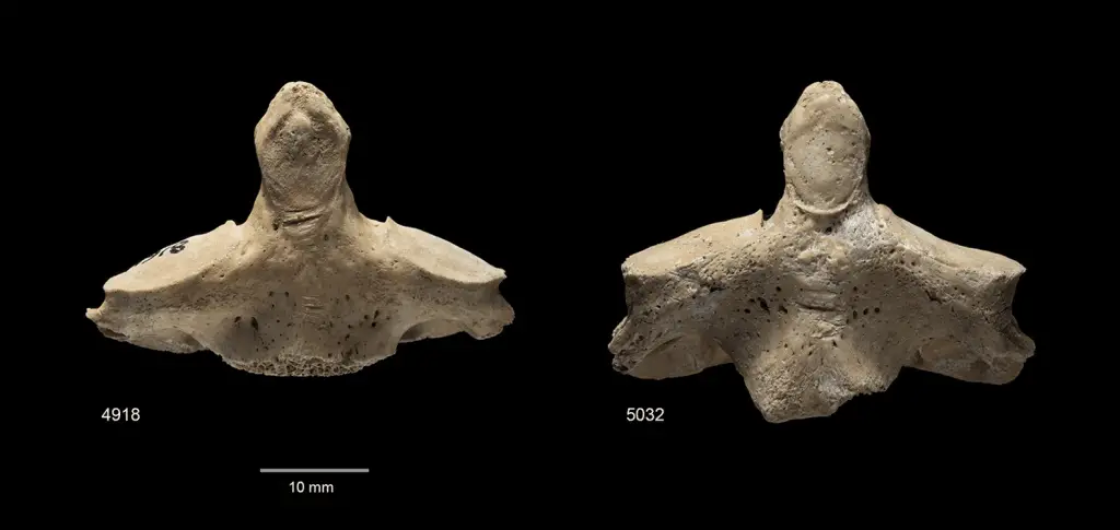 Charterhouse warren: gli inglesi dell'età del bronzo mangiavano i loro nemici - foto