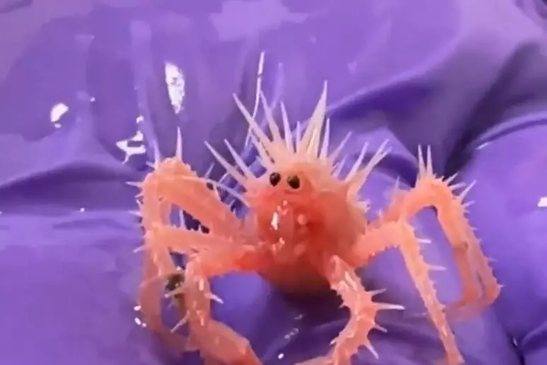 Un baby crostaceo arruffato conquista i social: il nuovo idolo del web