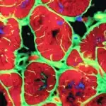 Un cerotto di staminali per curare il cuore: la nuova frontiera della medicina rigenerativa