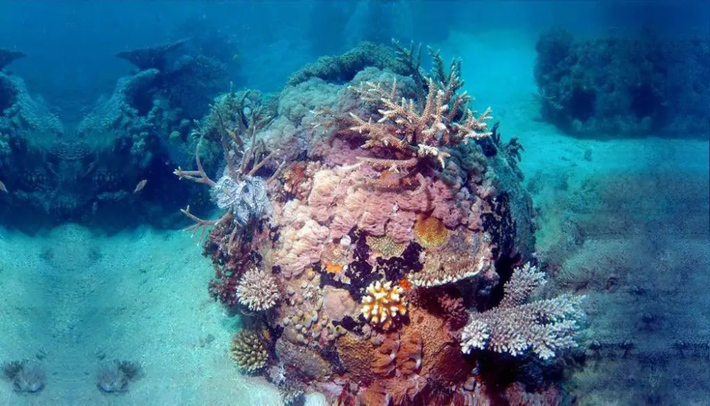 Eternal reefs: un nuovo modo di sepoltura dei tuoi cari che protegge il mare