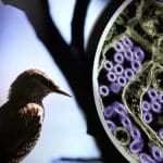 Influenza aviaria: rischio per l’uomo ancora basso, ma la sorveglianza è cruciale %influenza aviaria: rischio per l’uomo ancora basso, ma la sorveglianza è crucialecount(title)% Influenza aviaria: rischio per l’uomo ancora basso, ma la sorveglianza è cruciale