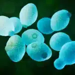 La prima cellula sintetica di lievito: una pietra miliare per la biotecnologia %la prima cellula sintetica di lievito: una pietra miliare per la biotecnologiacount(title)% La prima cellula sintetica di lievito: una pietra miliare per la biotecnologia