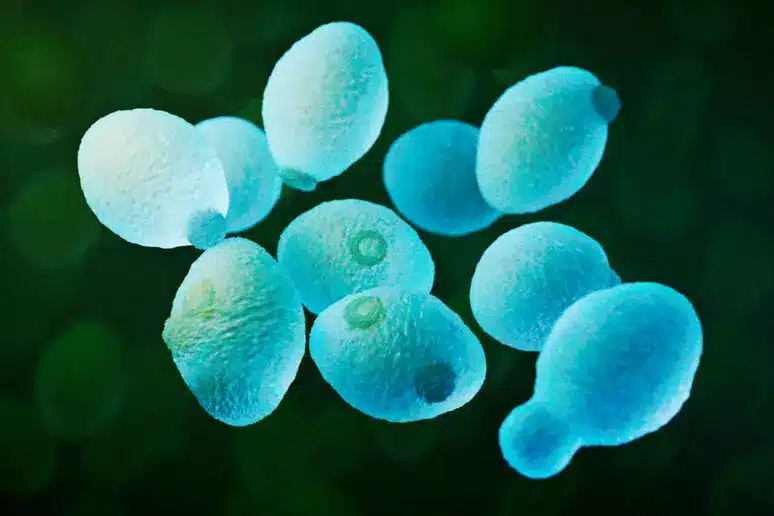 Come fanno i gameti a ringiovanire? Il ruolo dell’autofagia %come fanno i gameti a ringiovanire? Il ruolo dell’autofagiacount(title)% Lievito saccharomyces cerevisiae come modello di biologia cellulare
