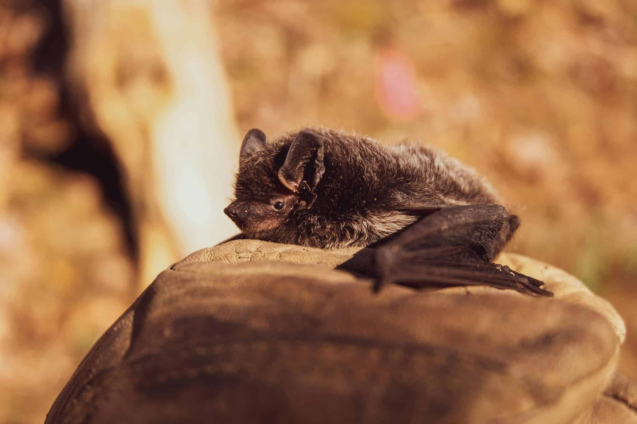 Pipistrelli e pale eoliche: natura contro energia pulita %pipistrelli e pale eoliche: natura contro energia pulitacount(title)% Pipistrelli