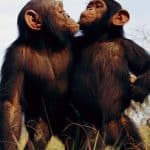 Scimpanzé e bonobo hanno cerchie di amici come gli esseri umani