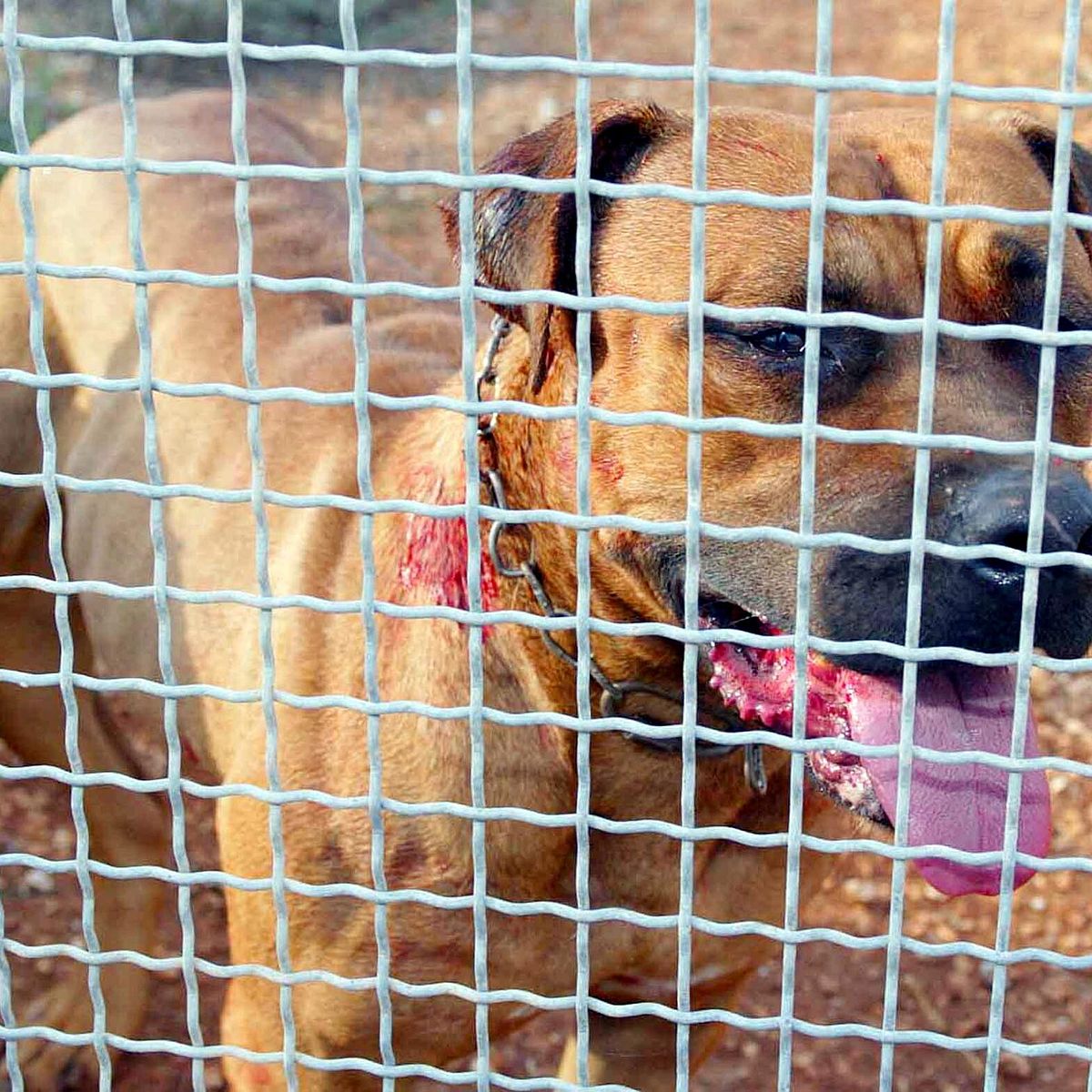 Il caso del pitbull di acerra: il cane non ha tracce ematiche e di dna della piccola giulia