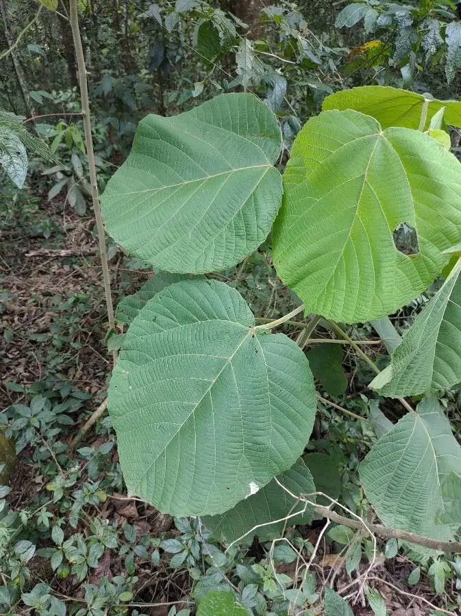 Dendrocnide moroides: la pianta che fa perdere la ragione e spinge al suicidio