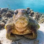 Gli animali sentono i terremoti prima di noi? Ecco cosa dice davvero la scienza %gli animali sentono i terremoti prima di noi? Ecco cosa dice davvero la scienzacount(title)% Gli animali sentono i terremoti prima di noi? Ecco cosa dice davvero la scienza