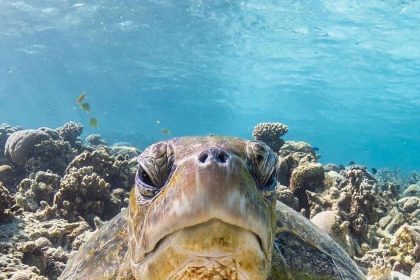 Gli animali sentono i terremoti prima di noi? Ecco cosa dice davvero la scienza