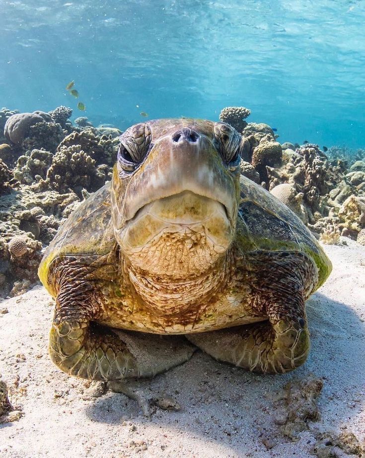 Gli animali sentono i terremoti prima di noi? Ecco cosa dice davvero la scienza