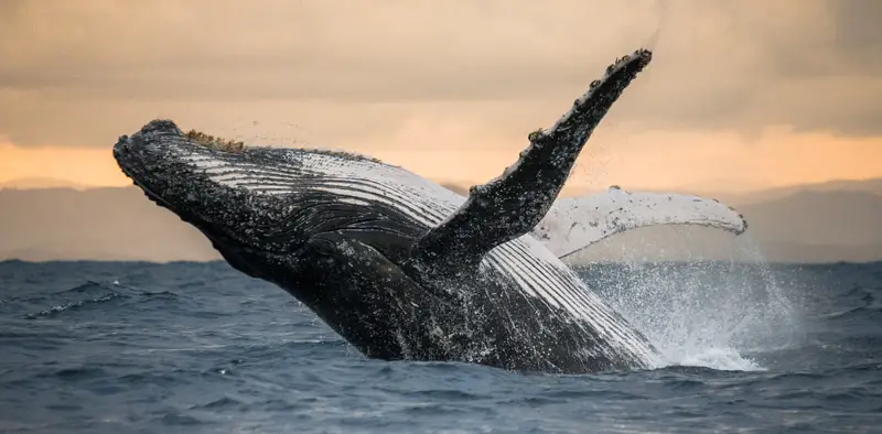 Canti delle balene: rivelate sorprendenti somiglianze con il linguaggio umano