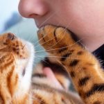 Perché i gatti fanno le fusa? La scienza dietro un gesto che conosciamo fin troppo bene