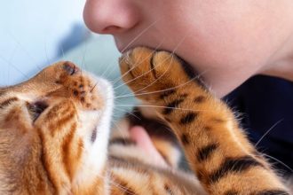Perché i gatti fanno le fusa? La scienza dietro un gesto che conosciamo fin troppo bene