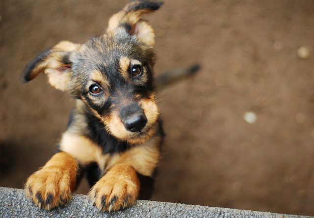 Gli animali che vedono il mondo in modi incredibili