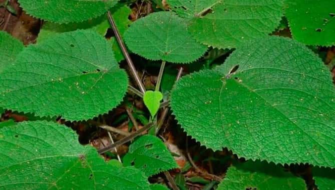 Dendrocnide moroides: la pianta che fa perdere la ragione e spinge al suicidio