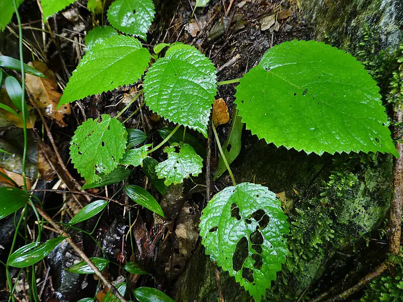 Dendrocnide moroides: la pianta che fa perdere la ragione e spinge al suicidio