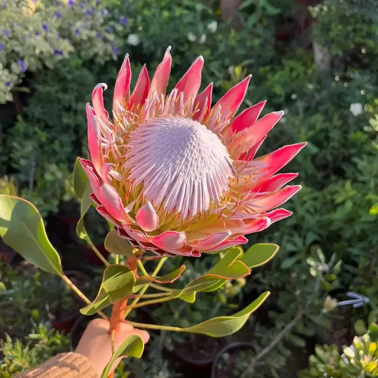 Piante che attirano api e farfalle: il segreto per un giardino vivo e colorato