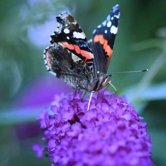 Piante che attirano api e farfalle: il segreto per un giardino vivo e colorato