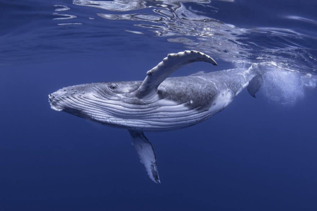 Canti delle balene: rivelate sorprendenti somiglianze con il linguaggio umano