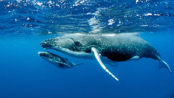 Canti delle balene: rivelate sorprendenti somiglianze con il linguaggio umano